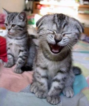 Chats